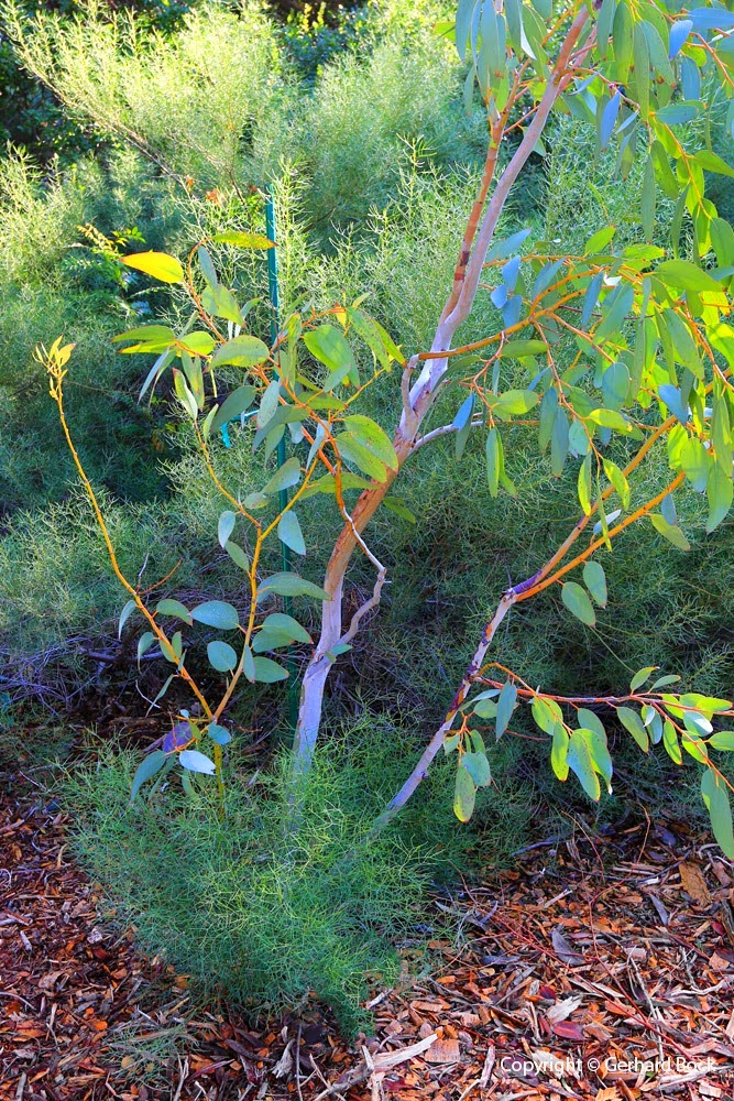 [131124_UCD_Arboretum_AustralianCollection_Eucalyptus-pauciflora-debeuzevillei_02%255B7%255D.jpg]