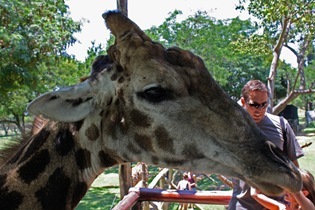 Giraffe up close, Lion Park Johannesburg