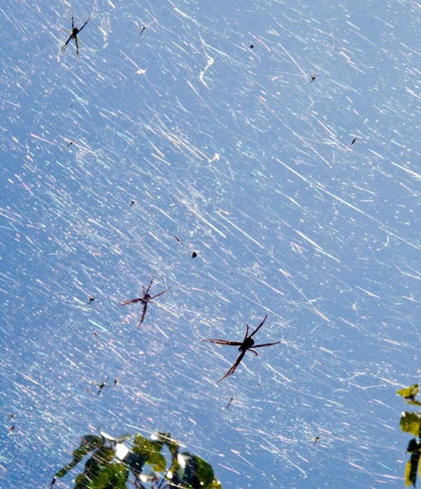 Guam-spider-explosion-image