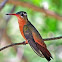 Cinnamon hummingbird