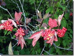 Rock Island berries