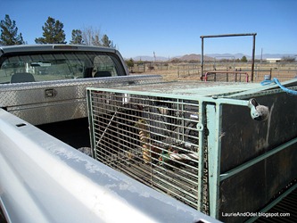 Old cage loaded for Gene