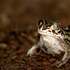 Western Spadefoot - Sapo-de-unha-negra