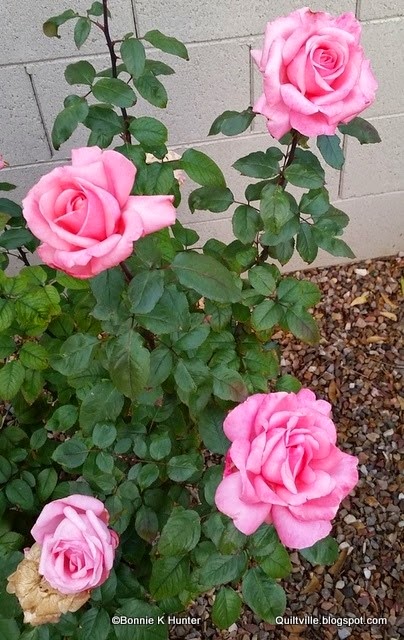 [20150113_081138%255B3%255D.jpg]