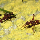 Leaf-cutter Ant