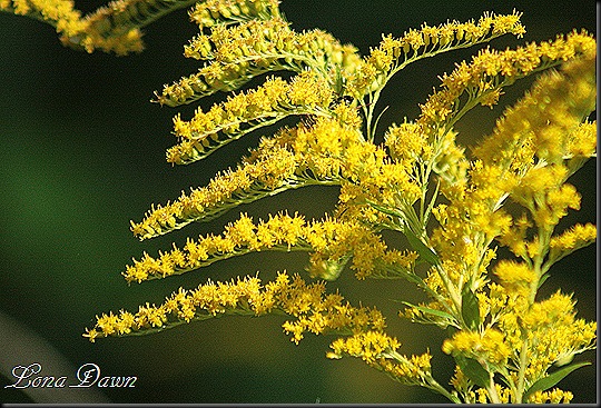 CH_SweetGoldenrod2_2012