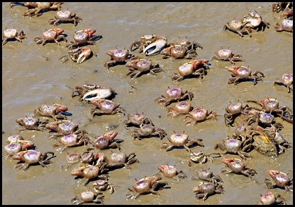 Fiddler Crabs