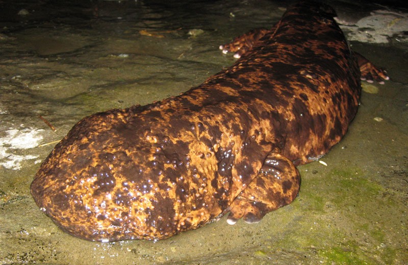 [Amazing%2520Animals%2520Pictures%2520Chinese%2520Giant%2520Salamander%2520%25284%2529%255B3%255D.jpg]