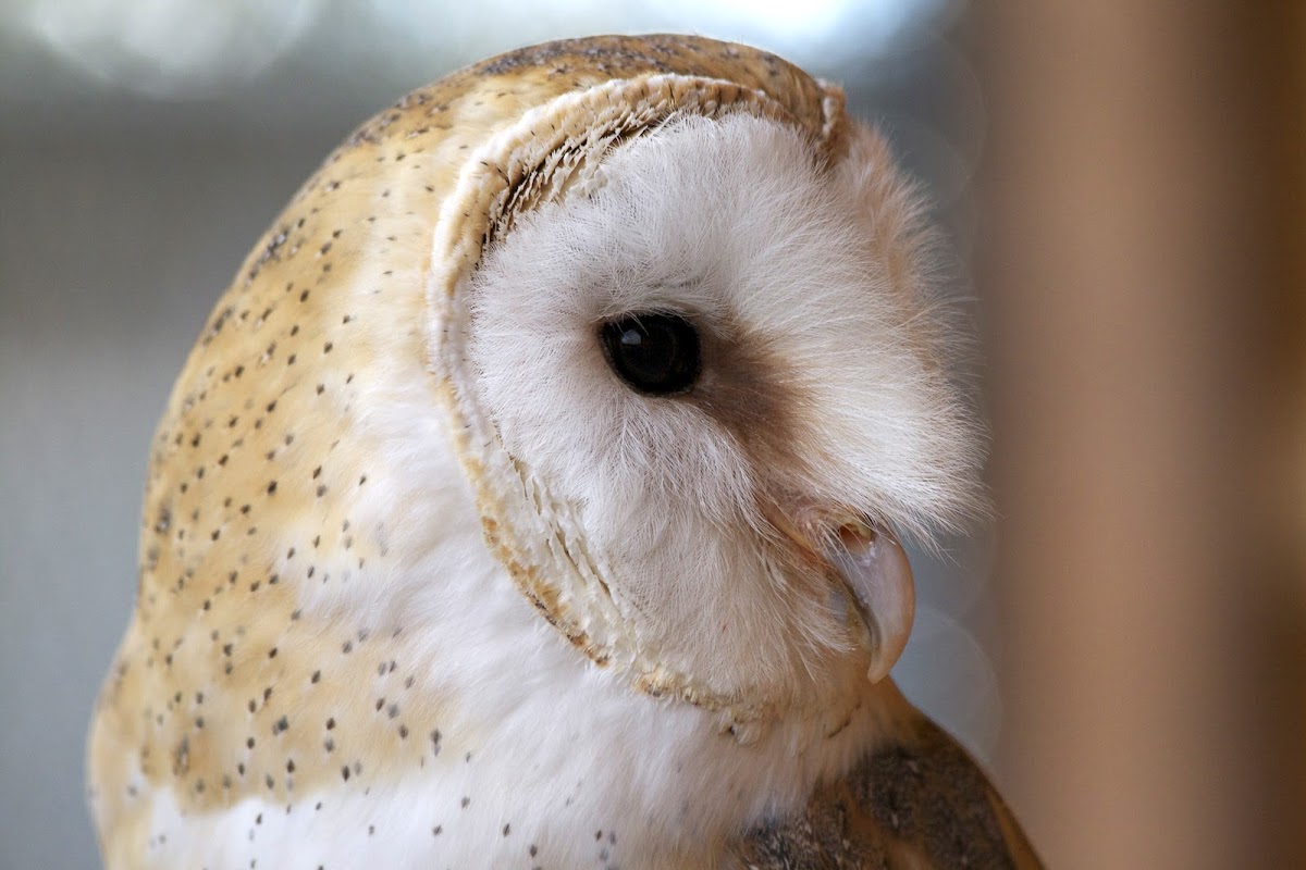 Barn Owl