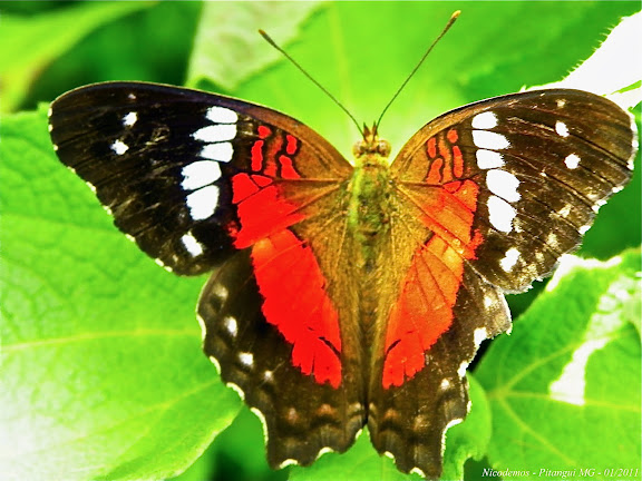 Lépidoptères de Pitangui au Minas Gerais - Anartia amathea roeselia (ESCHSCHOLTZ, 1821). Pitangui (MG, Brésil), 23 janvier 2011. Photo : Nicodemos Rosa