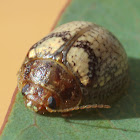 Leaf beetle