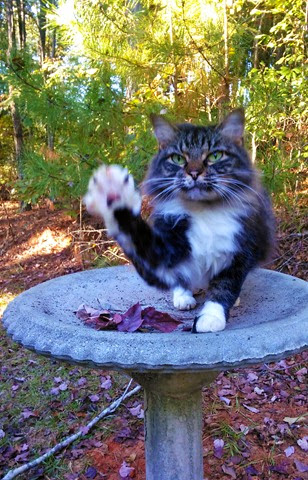 cat waving cat waving