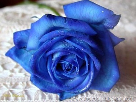 Rosa azul 2