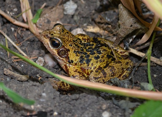 Yellow spotted frog