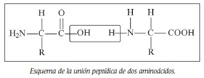 union peptidica aminoacidos