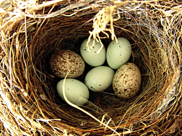 Cowbird eggs in finch nest jpeg