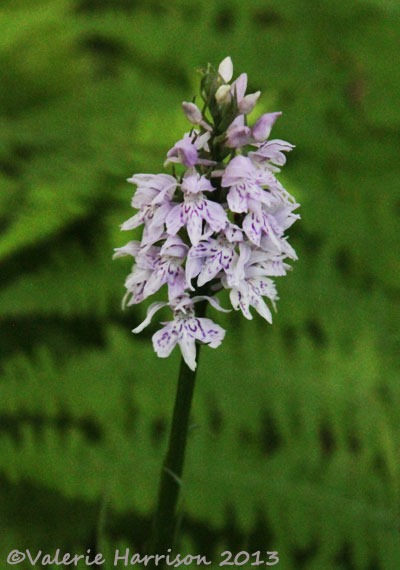 [4-spotted-orchid%255B2%255D.jpg]