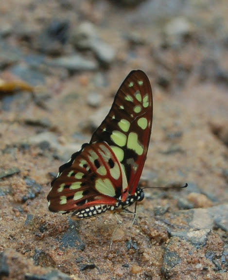 Graphium cyrnus BOISDUVAL, 1836, endémique de Madagascar. Réserve d'Ankarafantsika (50 km à l'est de Majunga), 210 m d'altitude, 9 février 2011. Photo : T. Laugier