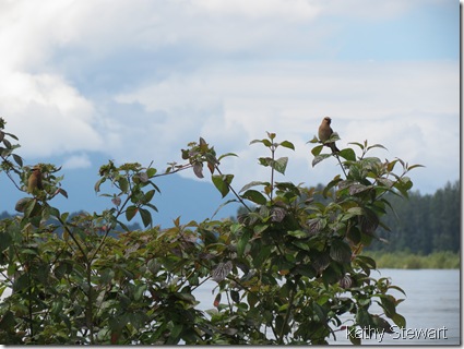 Waxwings by the river
