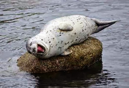 Fotógrafa registra foca morrendo de rir