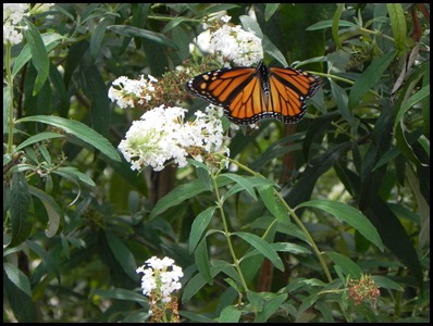 butterfly-bush4