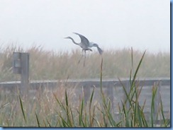 6534 Texas, South Padre Island - Birding and Nature Center - old section of boardwalk - Great Blue Heron in flight