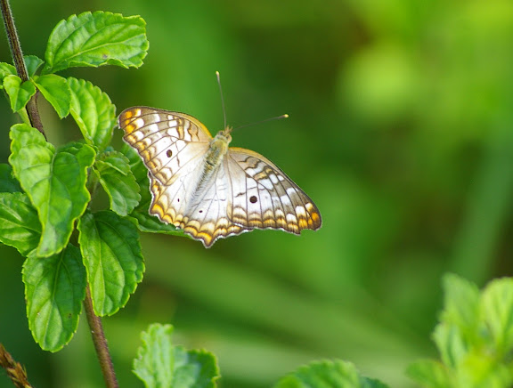 Anartia jatrophae LINNAEUS, 1763. Camp Caïman, Montagne de Kaw (Guyane), 13 novembre 2011. Photo : J.-M. Gayman