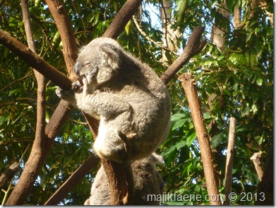 34 koala