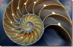 06 sea shell fractal