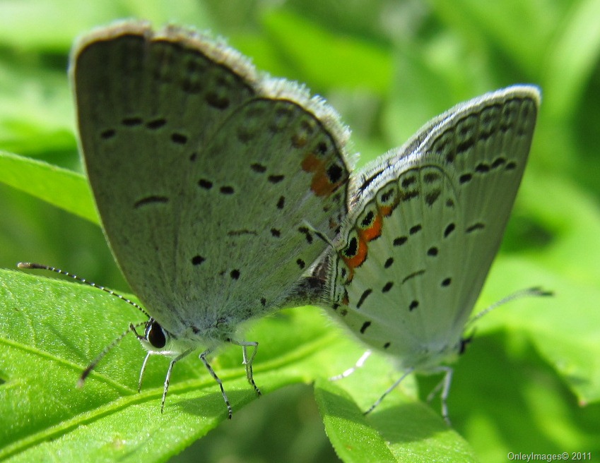 [coral%2520hairstreak0628%2520%252811%2529%255B1%255D.jpg]