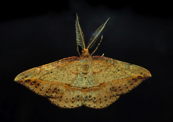 Geometridae d'Australie orientale (N.S.W.) - Geometridae : Oenochrominae : Nearcha curtaria GUÉNÉE, 1857 (probablement). Umina Beach (NSW, Australie), 17 octobre 2011. Photo : Barbara Kedzierski