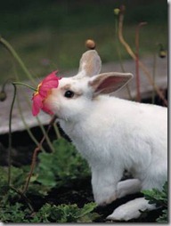 conejos con flor (3)