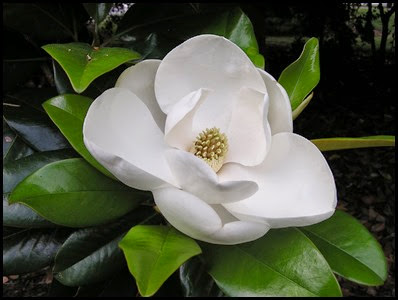 magnolia_flower6