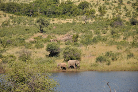 10. safari Africa de Sud.JPG