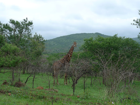 Safari Africa de Sud: girafe