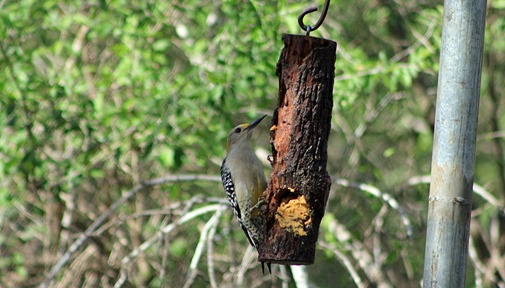 Golden Fronted woodpecker 2013