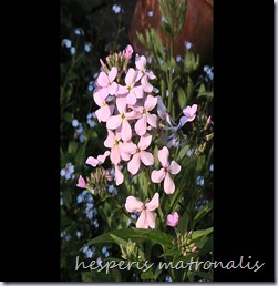 Hesperis-matronalis-copie-1