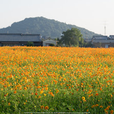 藤原宮跡,キバナコスモス(IMGP0347,,1-100 秒 (f - 7.1),645Z)2014yaotomi_.jpg