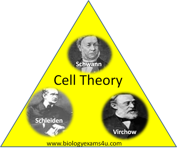 [cell%2520theory%255B6%255D.png]