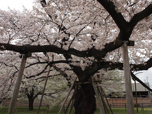 [写真]百年桜