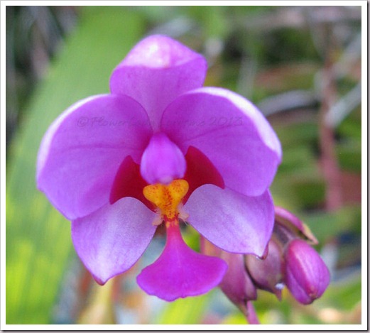 04-10-ground-orchids