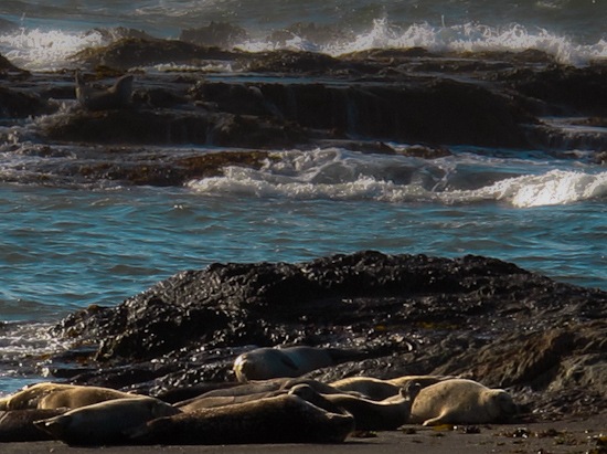 MacKerricher State Park Beach Sea Lions