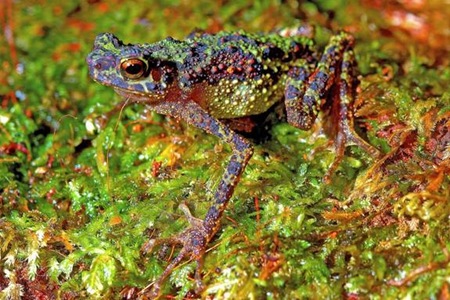 An adult female of the Borneo rainbow toad, spanning just 2 inches (51 mm) in length, hadn't been spotted for 87 years.