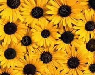 [Sunflowers2_thumb3.jpg]
