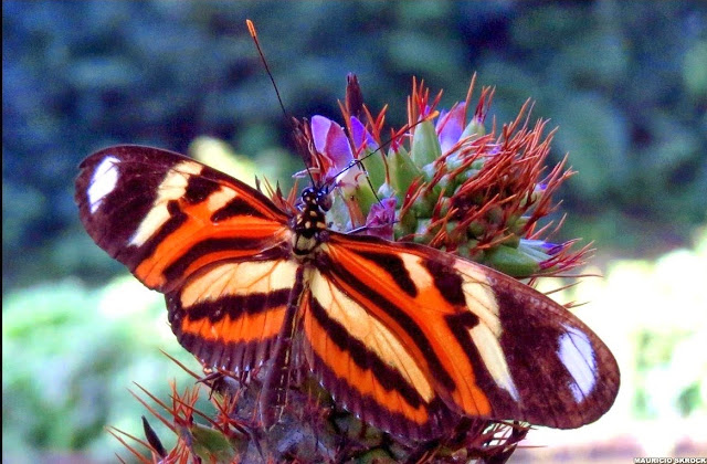 Heliconius ethilla narcaea (GODART, 1819). Environs de Curitiba (Paraná, Brésil), 29 mars 2014. Photo : Mauricio Skrock