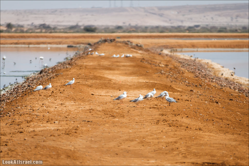 LookAtIsrael.com: Фото-блог о путешествиях по Израилю. Тель Авив, Иерусалим, Хайфа 