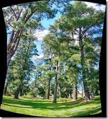 autostitched pano