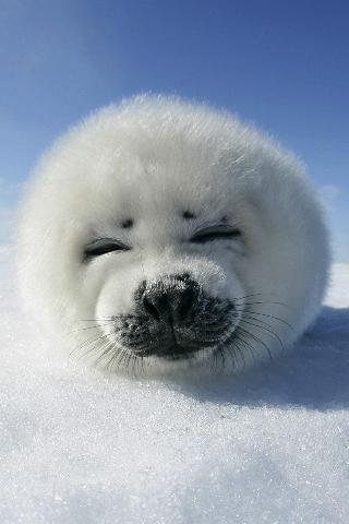 Baby-seal-iphone
