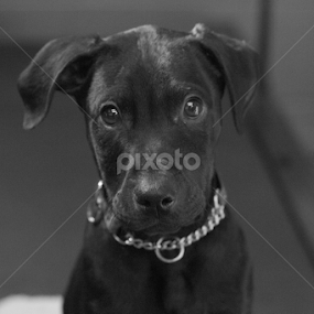 Brock by Dallas Landriault - Black & White Animals