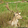 Fallow deer (male)